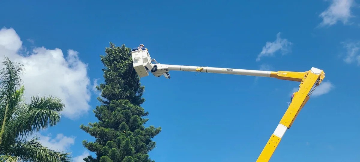 Local Heroes Rescue Osprey Tangled in Marco Island Tree