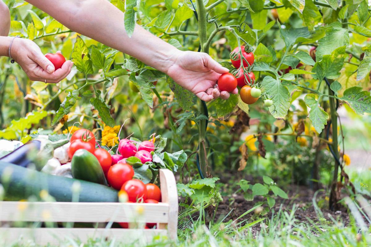 No-Till Gardening: Real Americans Grow Food Without Government